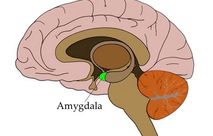 how to turn off amygdala